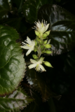 Beesia calthifolia RCP4-2013 228.JPG